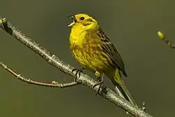 Yellowhammer, Aosta Valley