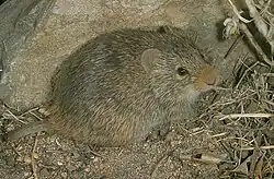 Gray rat