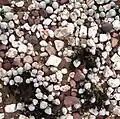 Gibbaeum album
