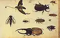 Insects, Kupferstich-Kabinett (Dresden)