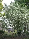 Young tree in flower