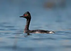 Black-necked grebe, El Puerto de Santa María, Andalusia