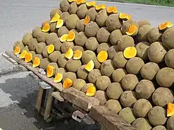 Quararibea cordata, South American sapote