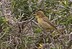 Melodious warbler, Las Palmas, Gran Canaria
