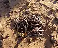 Dried up