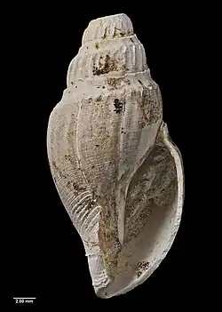 Zeatoma anomala