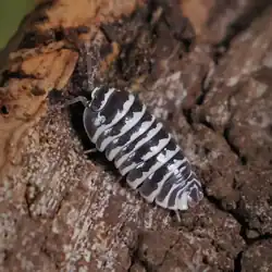 Armadillidium maculatum