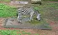 Zebra in the zoo (died in 2014)