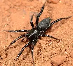 Z. fuligineus