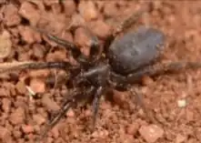 Z. lavus
