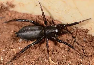 female