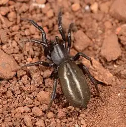 Z. pallidipes