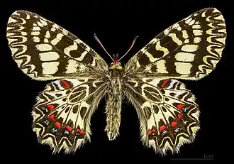Female