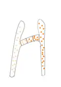 Fungi within Zygomycota form progametangia with suspensors during mating