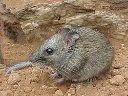 Gray rat