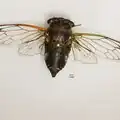 Pinned N.&nbsp;canicularis from central Georgia, US