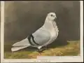 Columba domestica var. turbita 1860