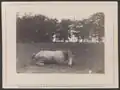 "Confederate Colonel and horse, both killed at the Battle of Antietam"[26]