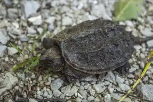 Young juvenile, on a hiking path at Illinois Beach State Park