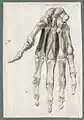 Jan Wandelaar and Bernhard Siegfried Albinus: Human hand muscles. Sketch for B.S. Albinus, Tabulae sceleti et musculorum corporis humani, Leiden 1747.[7] Leiden University Library.