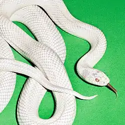 A white corn snake with its tongue out on a green background