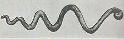 Copper serpent