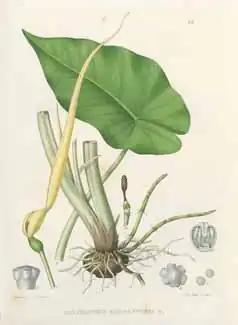 Caladium